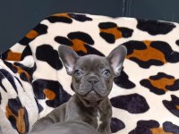 French bulldog yavrularımız