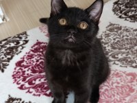 Yavru British Shorthair
