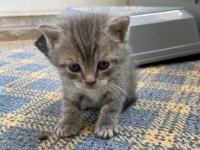 KEDİLERİMİZ ÖMÜRLÜK YUVA ARIYORLAR