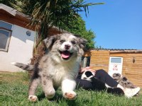 Border Collie yavrularımız