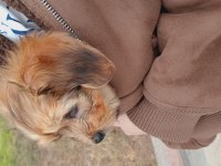 55 Günlük Maltipoo Yavrusu Kıvırcık Tüylü