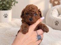 TOY POODLE YAVRULARI ERKEK