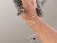Safkan British Shorthair cinsi yavrumuz teslime hazır