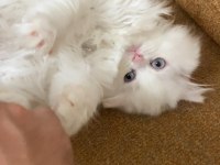 Beyaz British Longhair