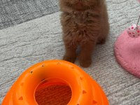 Safkan British Longhair Cinnamon bebek