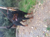 A kalite rottweiler bebekler