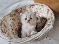 1 AYLIK BRITISH LONGHAIR YAVRULAR