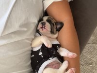 French buldog 1.5 aylık