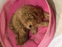 Uyguna toy poodle teacup saf ırk