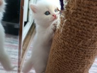 British longhair bebeklerimiz yeni yuvalarını arıyor