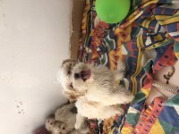 Çok acil çok uygun maltipoo
