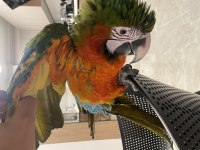 Hybrid macaw 5 aylık el besleme