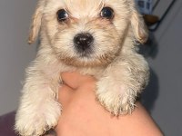 Maltipoo bebekleri