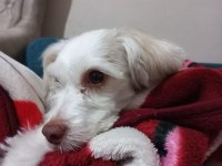 Köpeğimize acil yuva lunoş