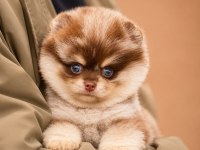 Safkan Irk Garantili Pomeranian Boo Yavrularımız