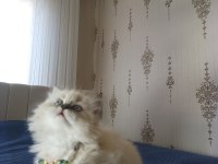 Pofuduk pati british longhair