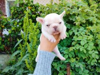 Platinum dişi erkek french bulldog