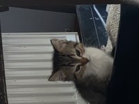 iki aylık erkek iran kedisi yavrular