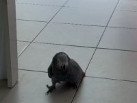 JAKO PAPAĞANI ALIŞKIN