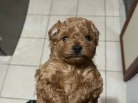 2 Dişi ve 2 Erkek kırmızı kahve renk minyatür poodle