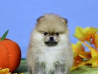 Pomeranian Yavruları Antalya