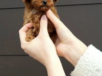 Sıcacık Bir Yuva Arayan Toy Poodle Bebekler