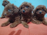 2 Aylık Erkek Dişi Poodle Yavrular