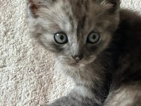 British shorthair dişi bebek