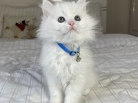 British Longhair Bebeklerimiz