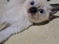 ORJİNAL SAFKAN ŞECERELİ SİYAM KEDİSİ YAVRULARI