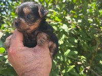 Teacup yorkshire terrier hazır