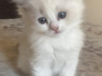 Safkan Ragdoll Yavrular