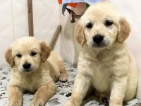 Vecihiden Irk Ve Sağlık Garantili Saf Babyface Goldenlar