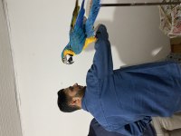 Macaw papağanı bilezikli