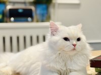 ACİL SAHİPLENDİRME KEDİMİZ