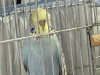YAVRU ELE ALIŞLIN ŞHOW JUMBO ERKEK MUHABBET KUŞU
