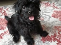 Black shih tzu
