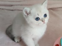 Safkan British Shorthair
