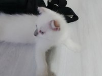 3 aylık siyam kedisi sahiplendirme 2 dişi ve 2 erkek