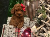 Erkek toy poodle köpeği