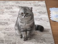 Erkek scottish straight ve dişi scottish fold