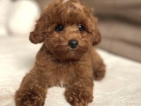Tuvalet eğitimli maltipoo yavrular