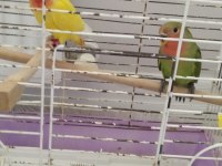 2 Adet Sevda Papağanı