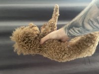 1 Yaşında 2 KG Erkek Red Toy Poodle