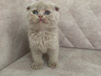 Ayı surat top kafa FAWN rengi dişi bebiş scottish fold