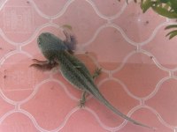 Satılık Axolotl İçin Ulaşın