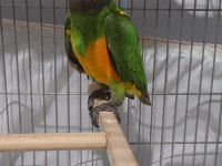 Senegal papağanı 13 aylık