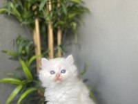 BRITISH LONGHAIR BEYAZ YAVRULARIM 