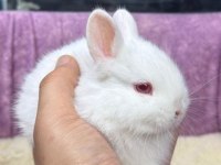 Cüce Netherland Dwarf Tavşanlarımız