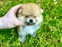 Pomeranian boo ayı surat